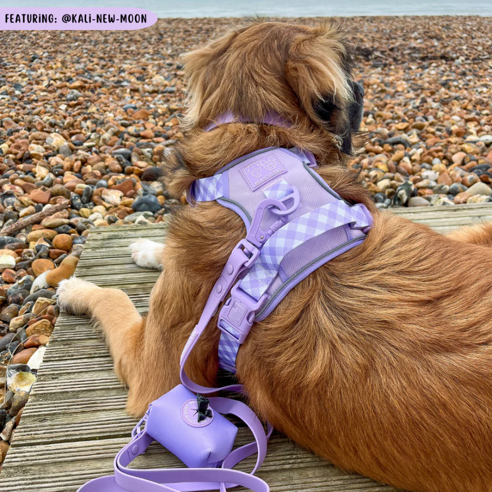 Big & Little Dogs all-rounder harness | Purple