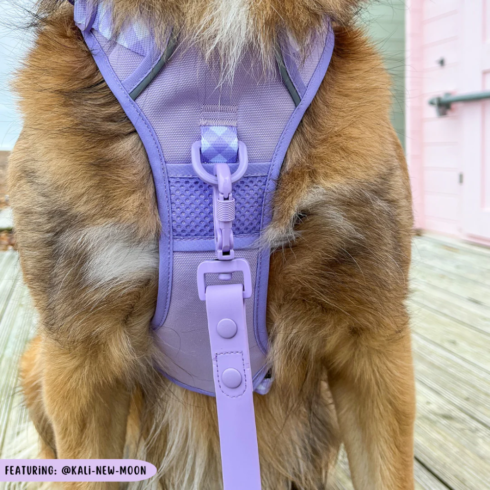 Big & Little Dogs all-rounder harness | Purple