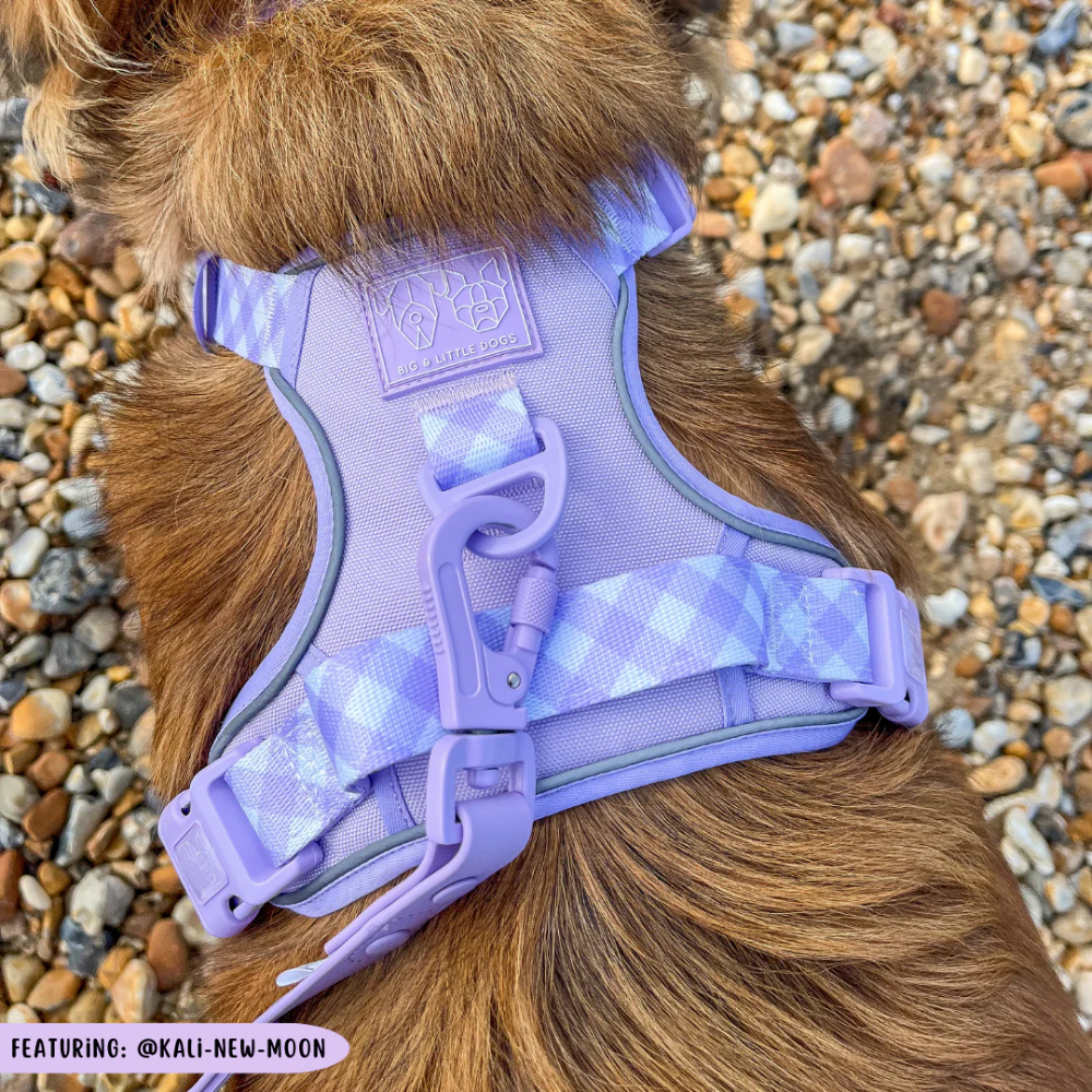 Big & Little Dogs all-rounder harness | Purple