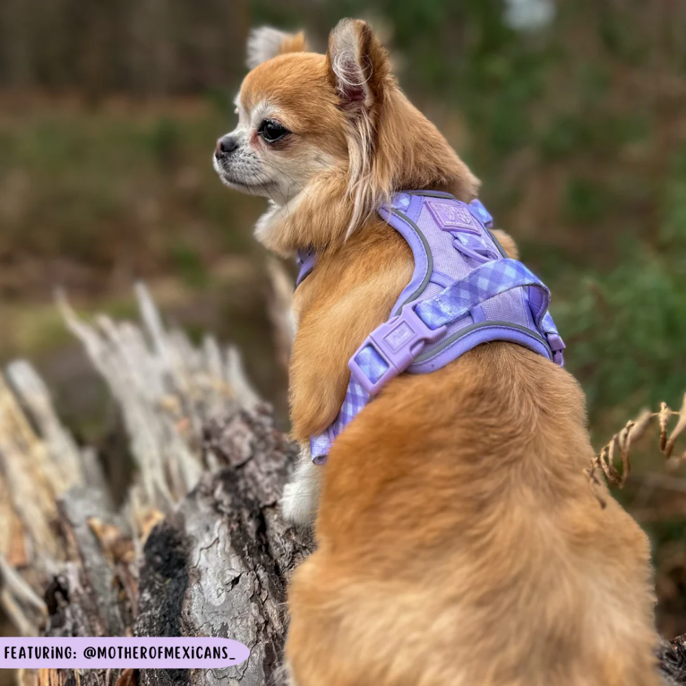 Big & Little Dogs all-rounder harness | Purple