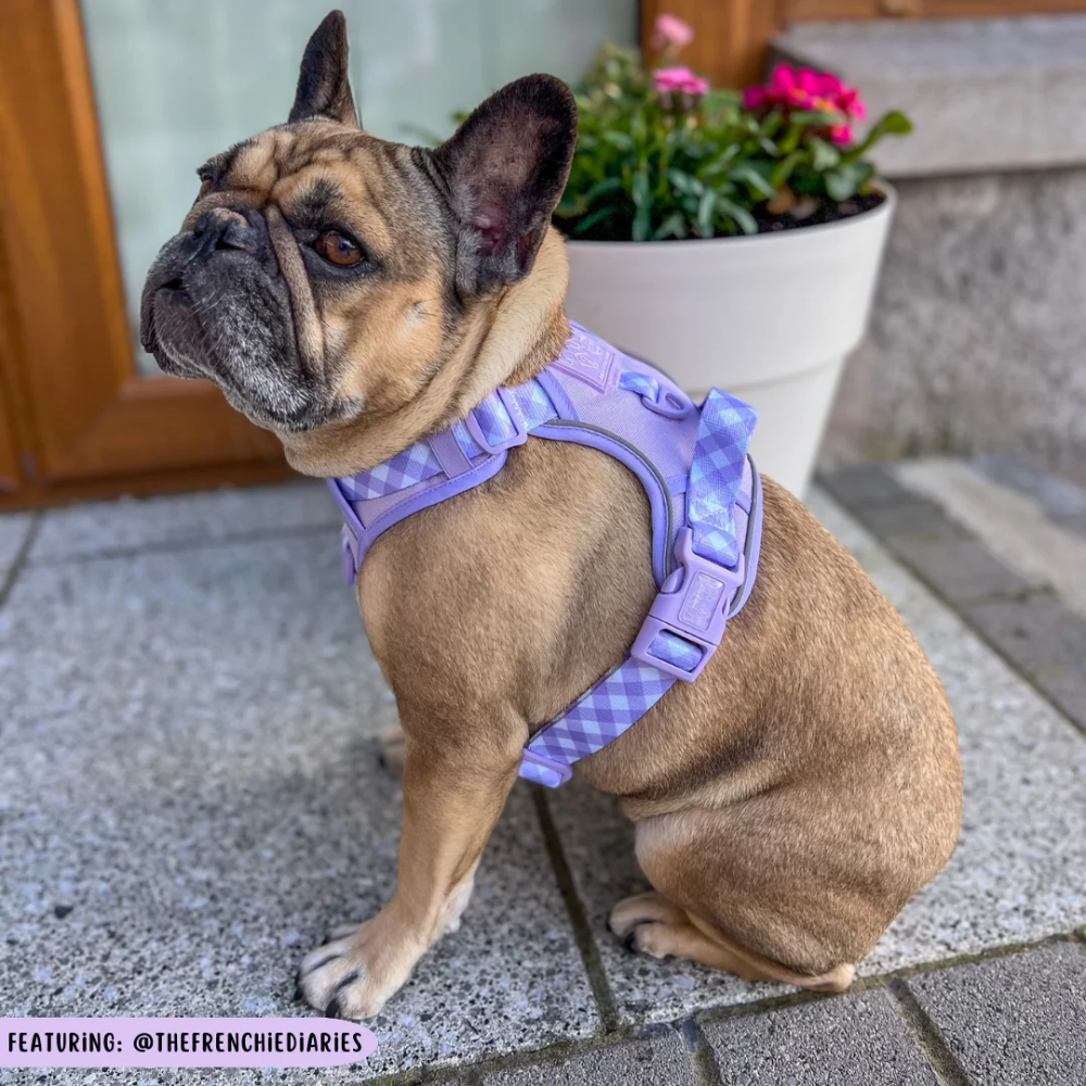 Big & Little Dogs all-rounder harness | Purple