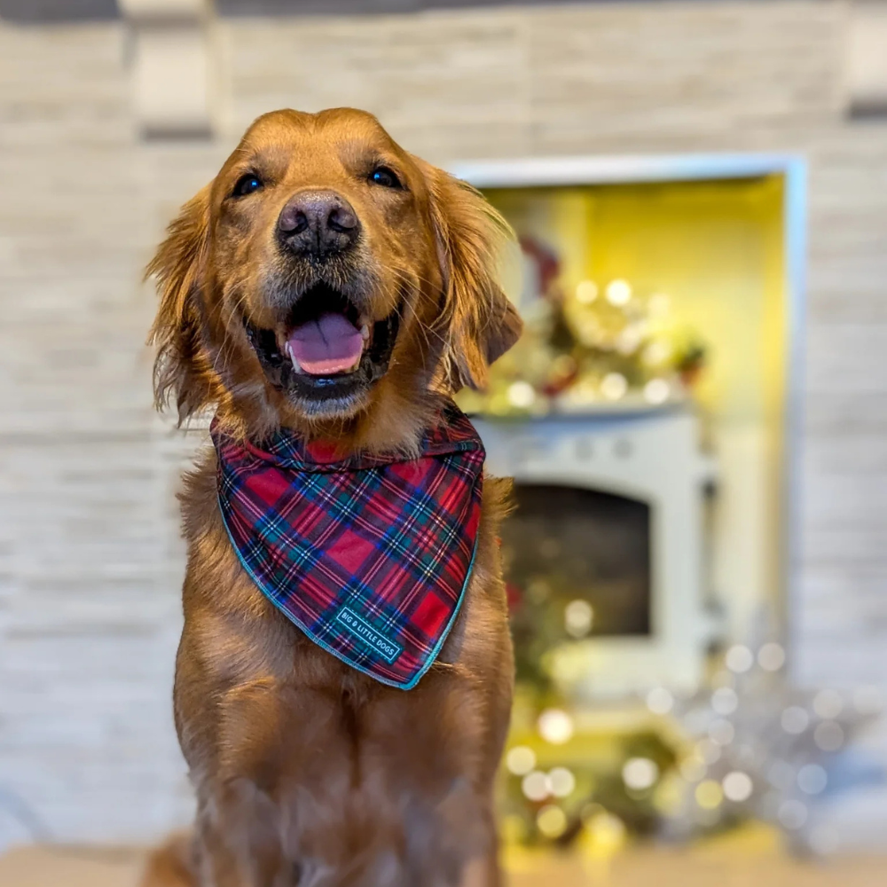 Big & Little Dogs festive tartan bandana