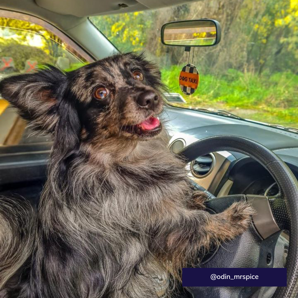 Car air freshener - Dog taxi