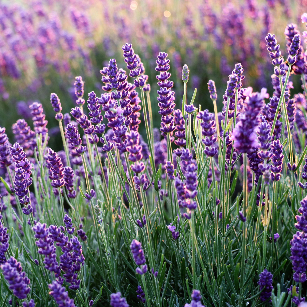 Car air freshener - Lavender scent