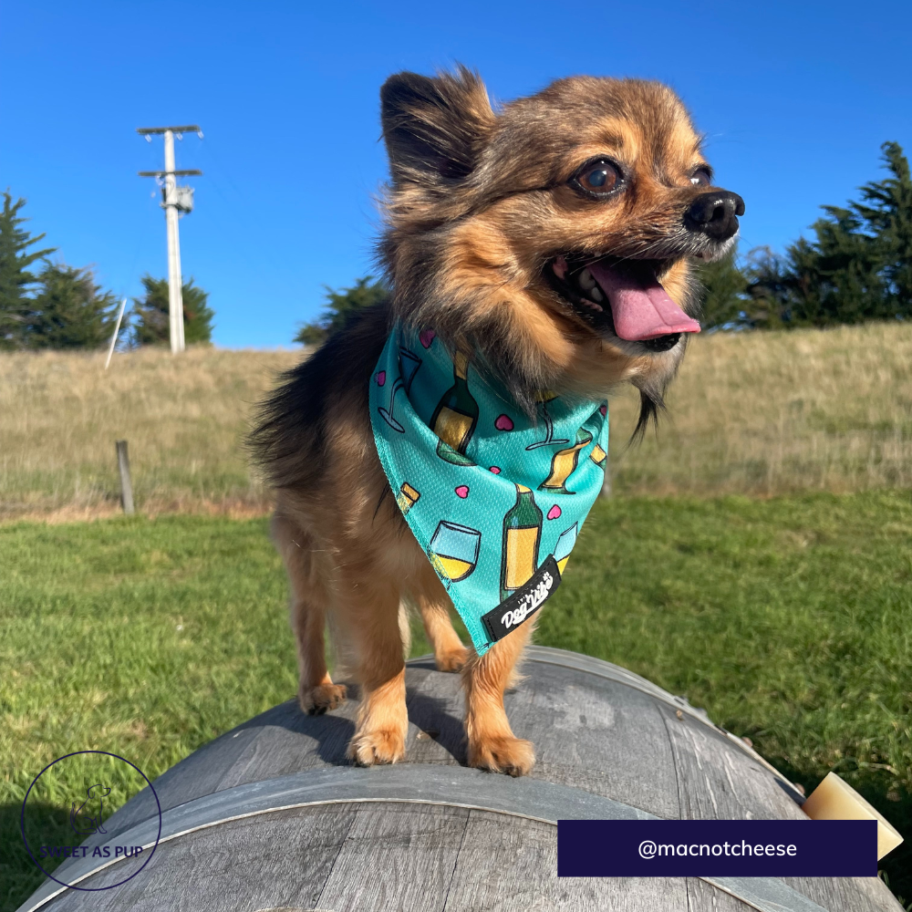 It's A Dog Vibe bandana - Wine is fine