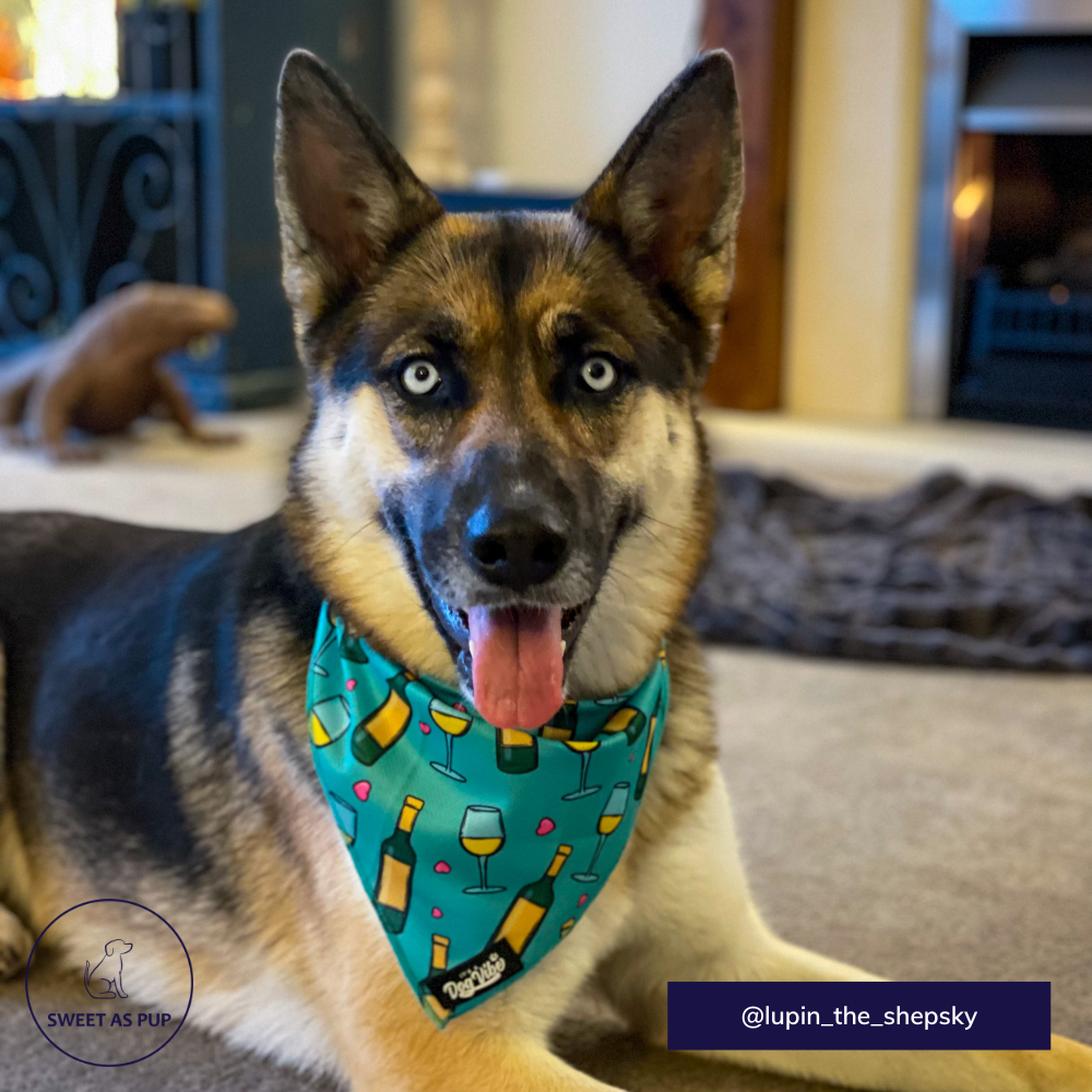 It's A Dog Vibe bandana - Wine is fine