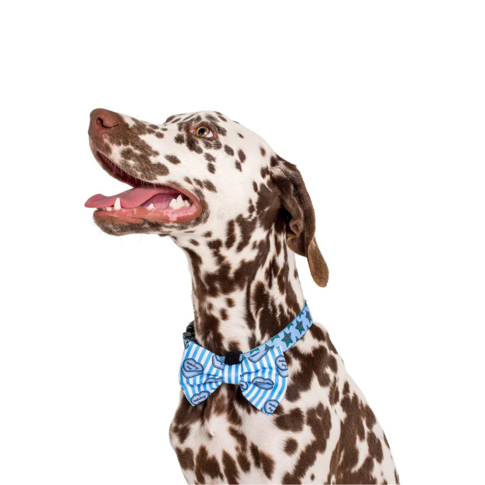 Pablo & Co birthday boy dog bow tie