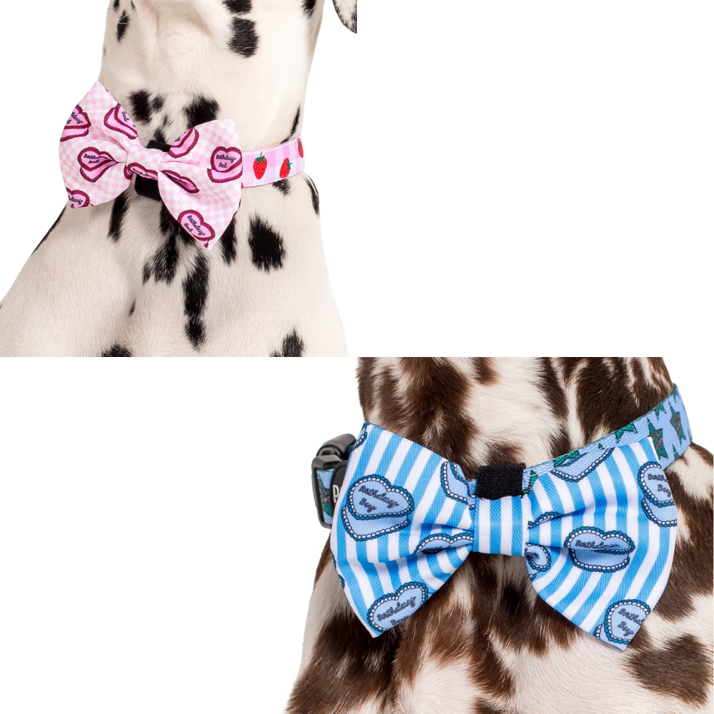 Pablo & Co birthday gal/boy dog bow tie