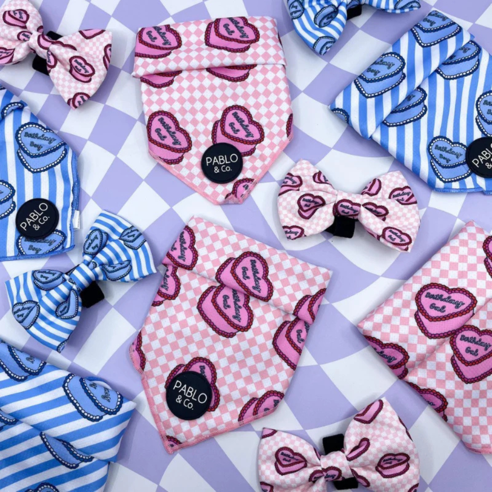 Pablo & Co birthday gal/boy dog bow tie