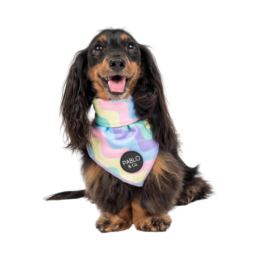 Pablo & Co pastel swirls dog bandana