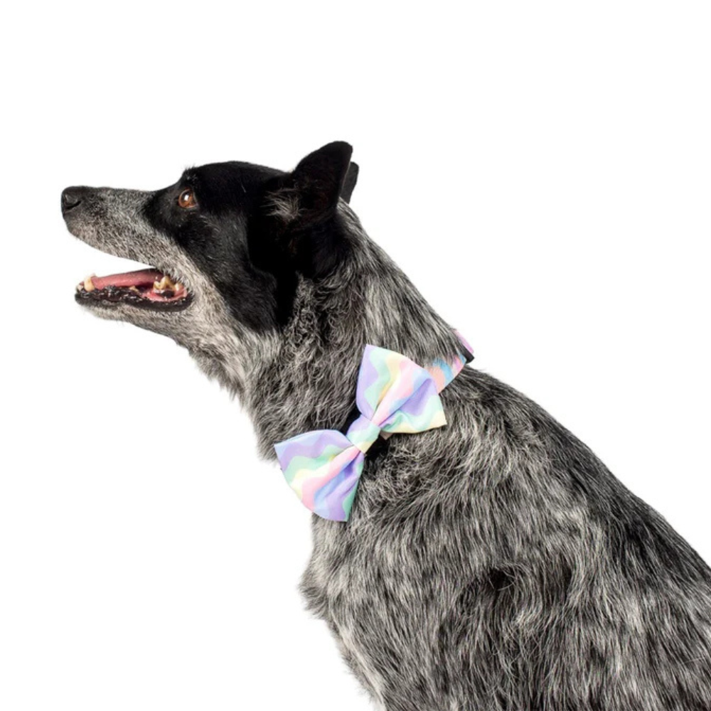 Pablo and Co pastel swirls dog bow tie