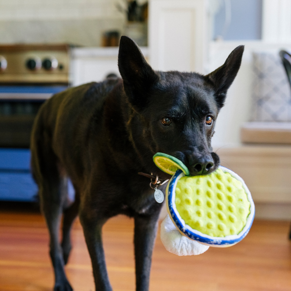 P.L.A.Y. barktender puparita dog toy