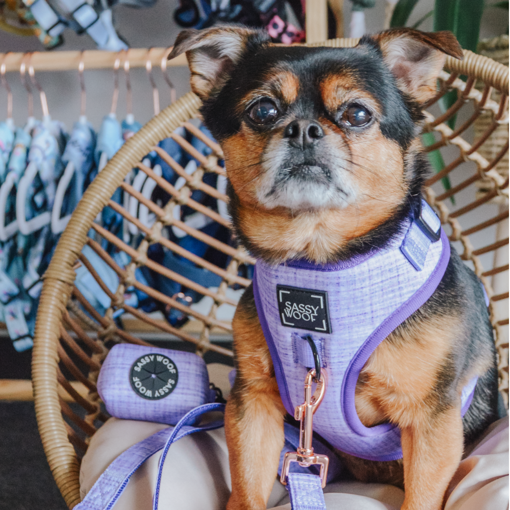 Sassy Woof adjustable dog harness - Aurora