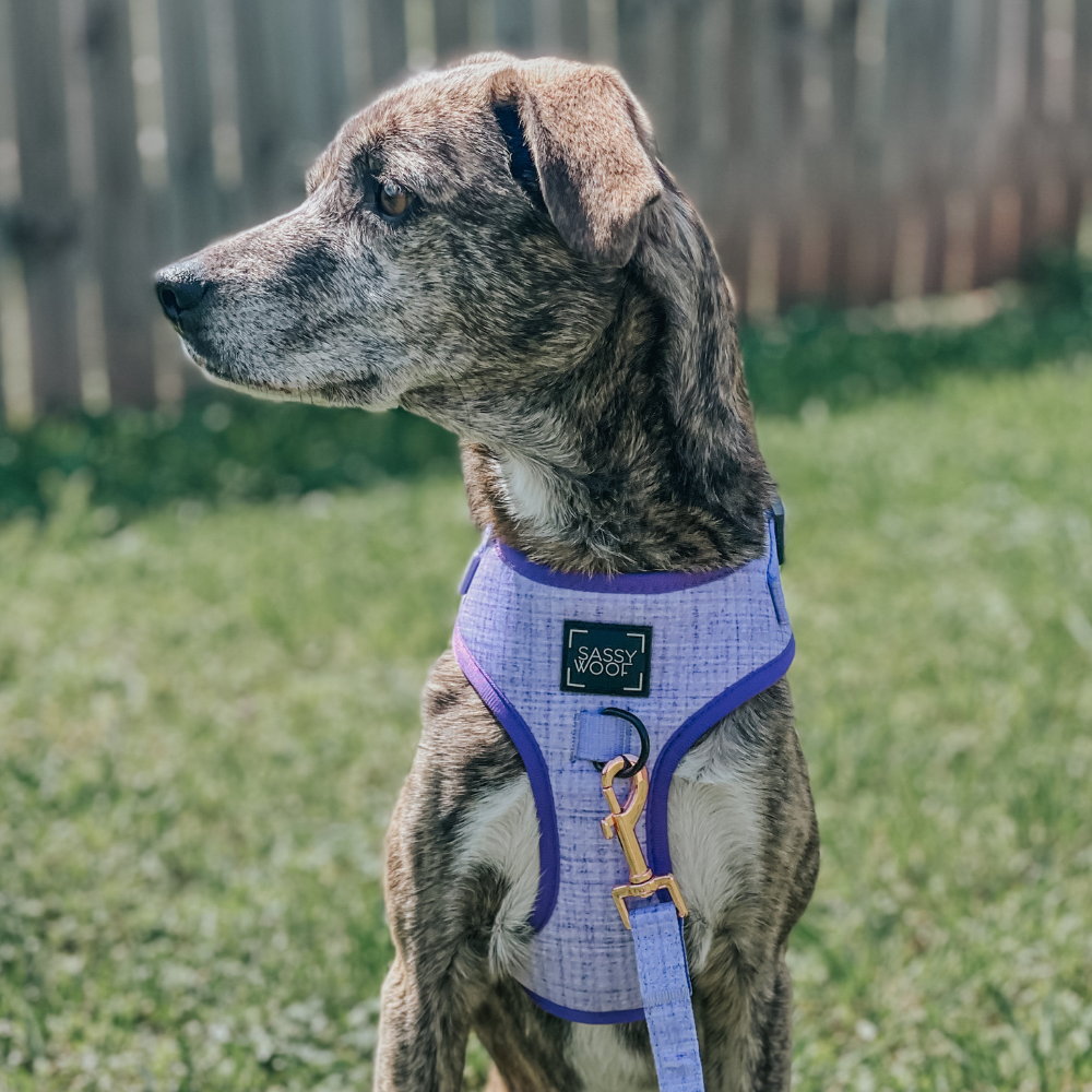 Sassy Woof adjustable dog harness - Aurora