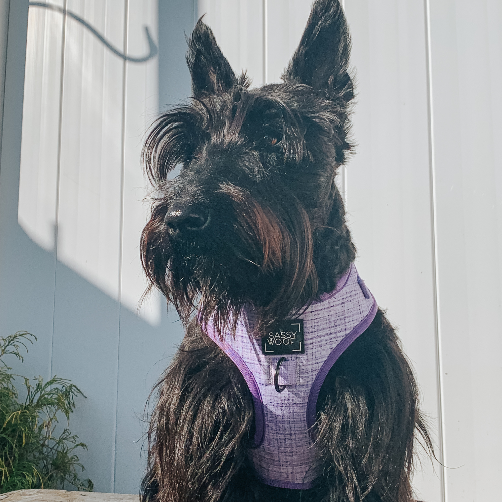 Sassy Woof adjustable dog harness - Aurora