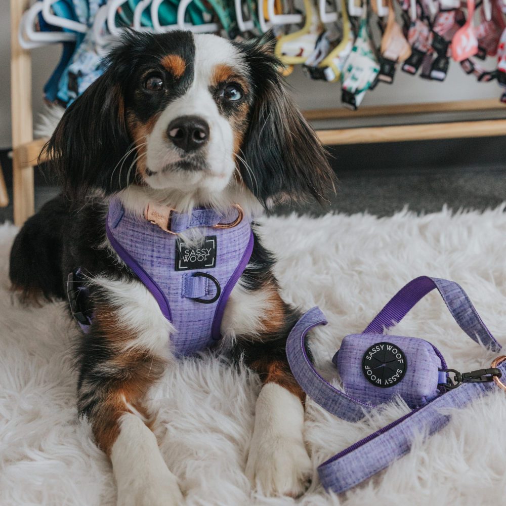 Sassy Woof adjustable dog harness - Aurora