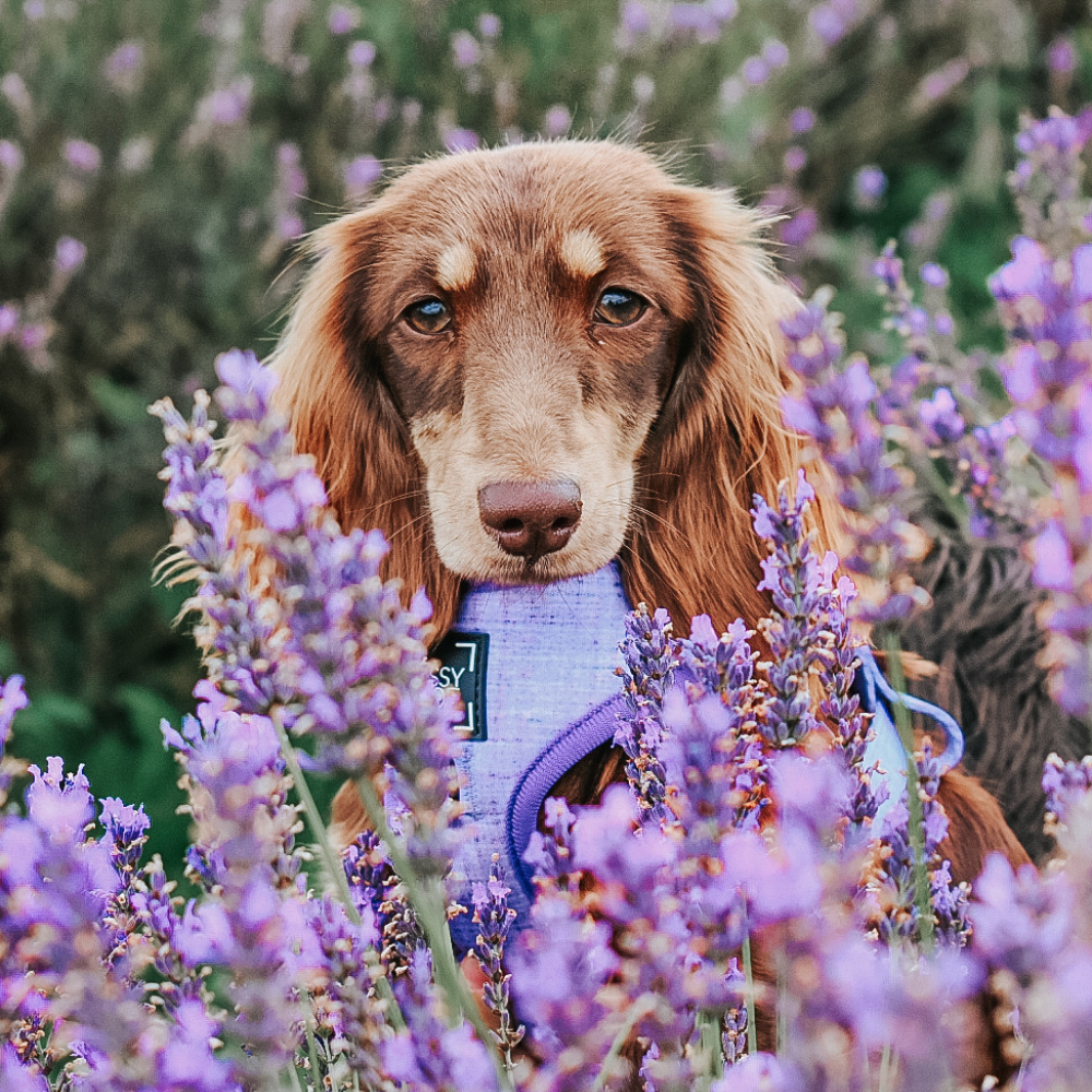 Sassy Woof adjustable dog harness - Aurora