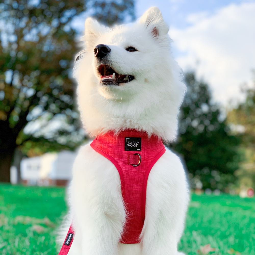 Sassy Woof adjustable dog harness | Merlot