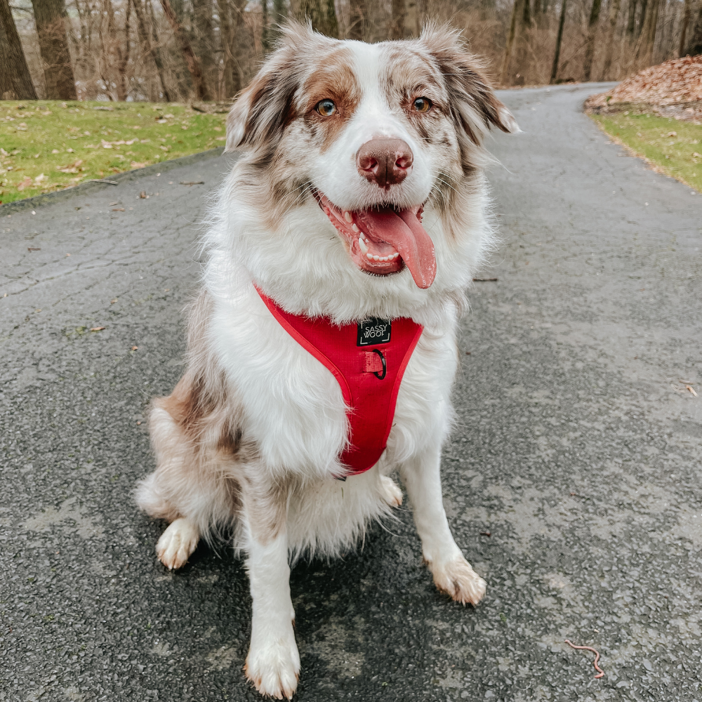 Sassy Woof adjustable dog harness | Merlot