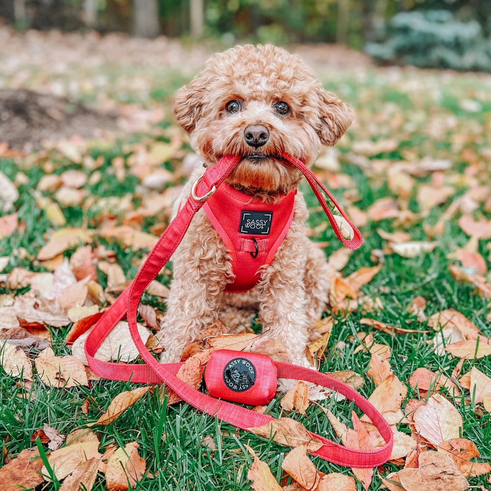 Sassy Woof adjustable dog harness | Merlot