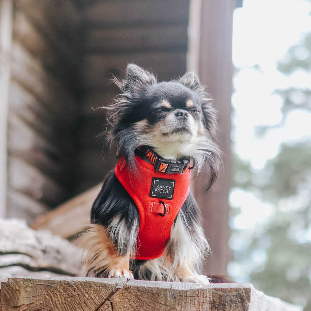 Sassy Woof adjustable dog harness | Merlot