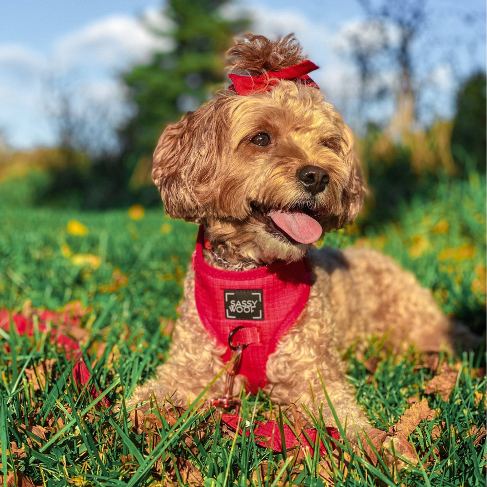 Sassy Woof adjustable dog harness | Merlot