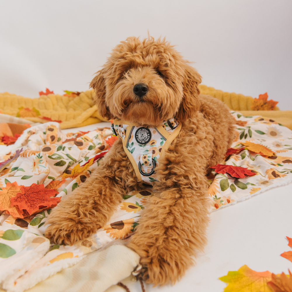 Sassy Woof dog blanket - Sunflower dreams