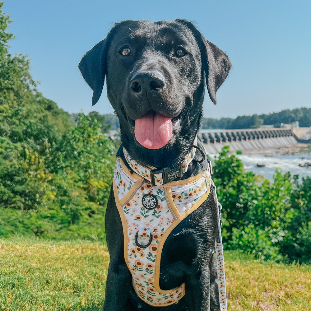 Sassy Woof step-in harness & collar | Sunflower dreams