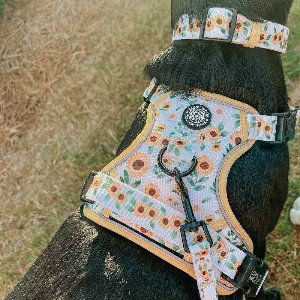 Sassy Woof step-in harness and collar | Sunflower dreams