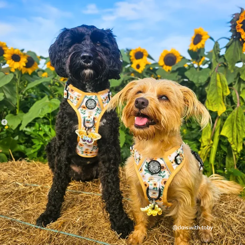 Sassy Woof step-in harness and collar | Sunflower dreams