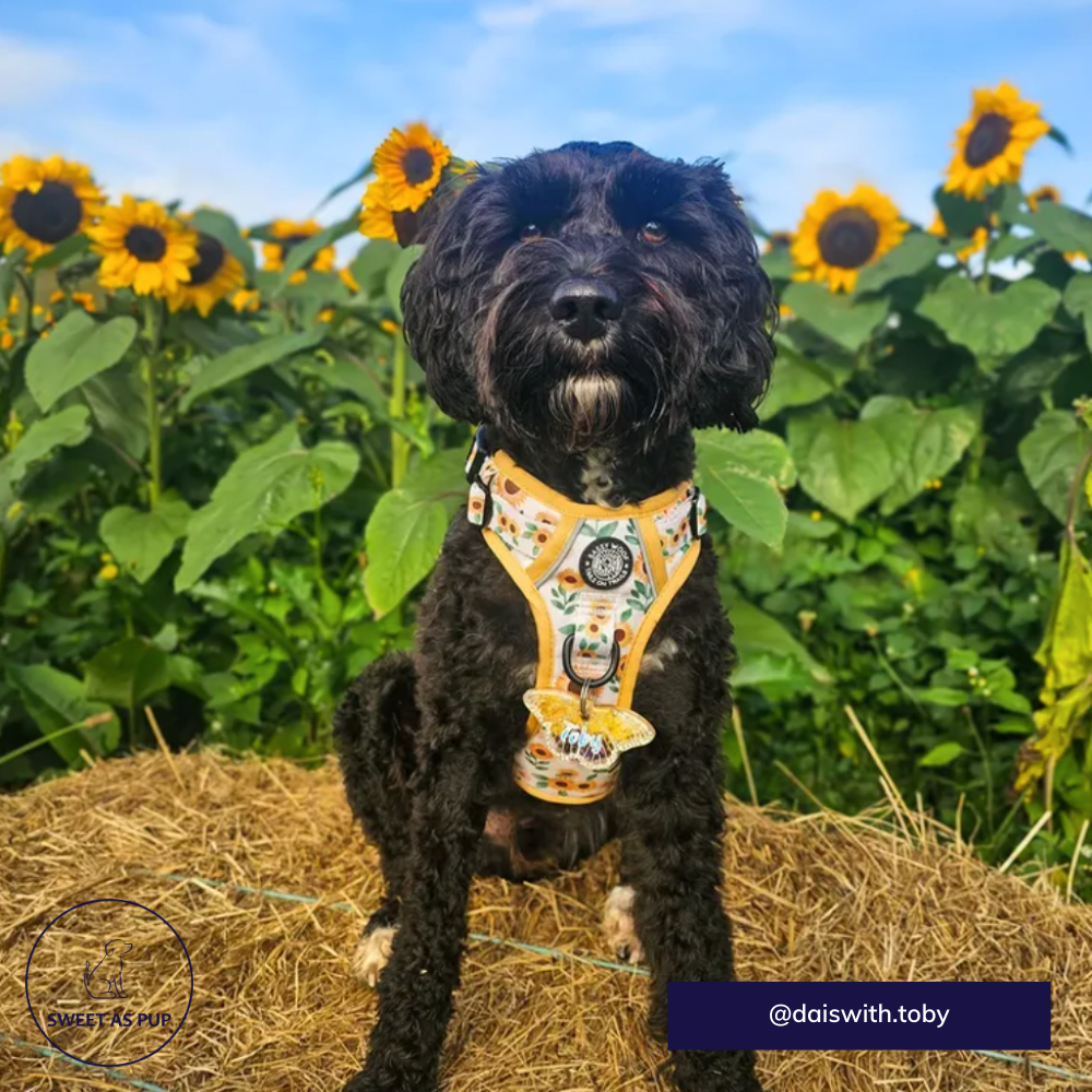 Sassy Woof step-in harness and collar | Sunflower dreams