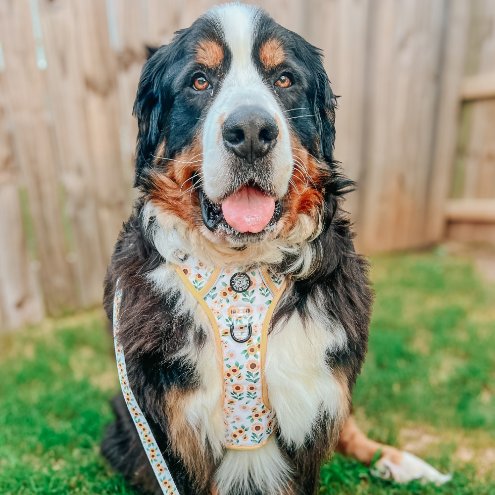 Sassy Woof step-in harness | Sunflower dreams