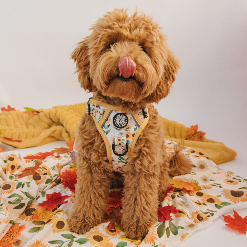 Sassy Woof step-in harness | Sunflower dreams