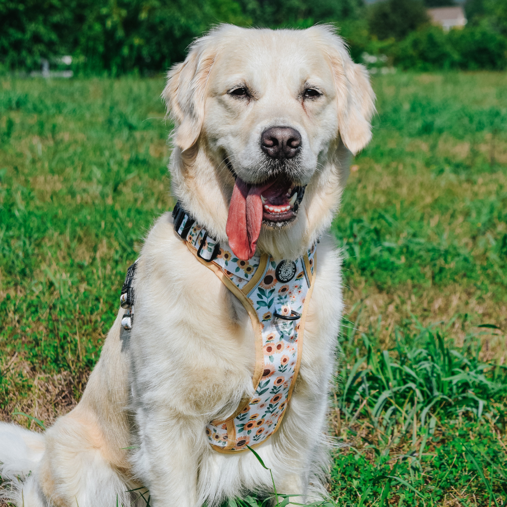 Sassy Woof step-in harness | Sunflower dreams