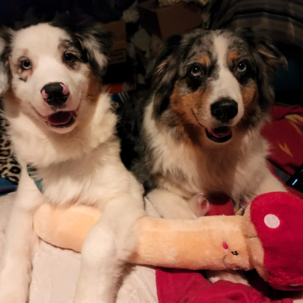 Zippy Paws Jigglerz mushroom dog toy