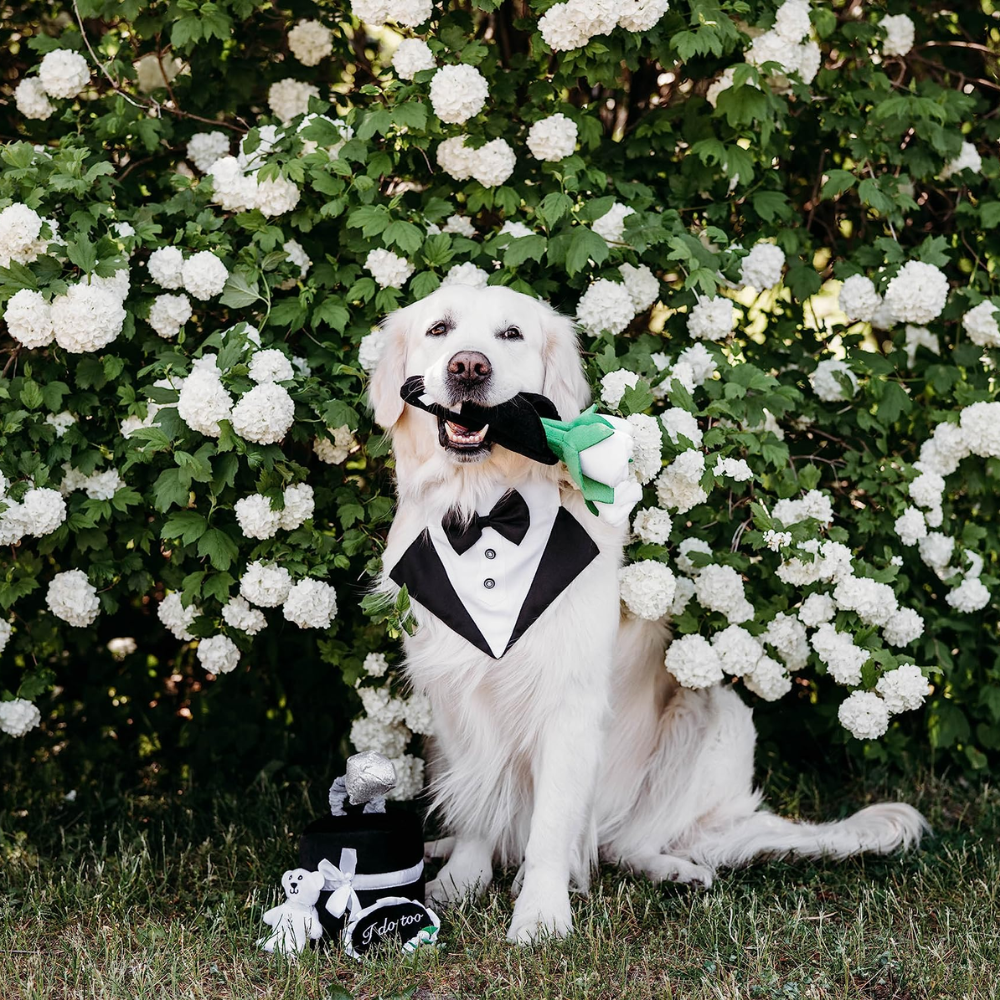 Zippy Paws Zippy Burrow wedding ring box dog toy