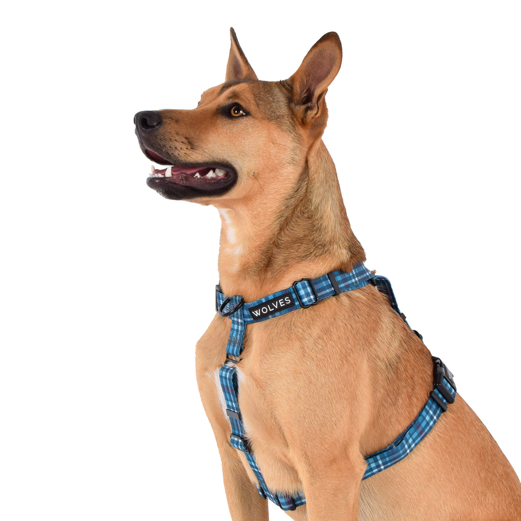 Wolves of Wellington all-purpose dog harness - lochie