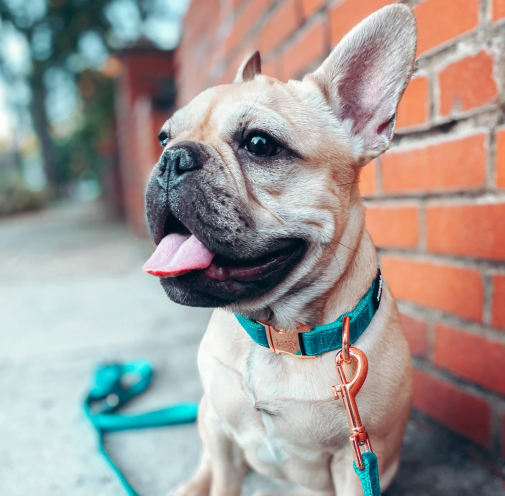 Sassy Woof dog collar - Napa - French bulldog