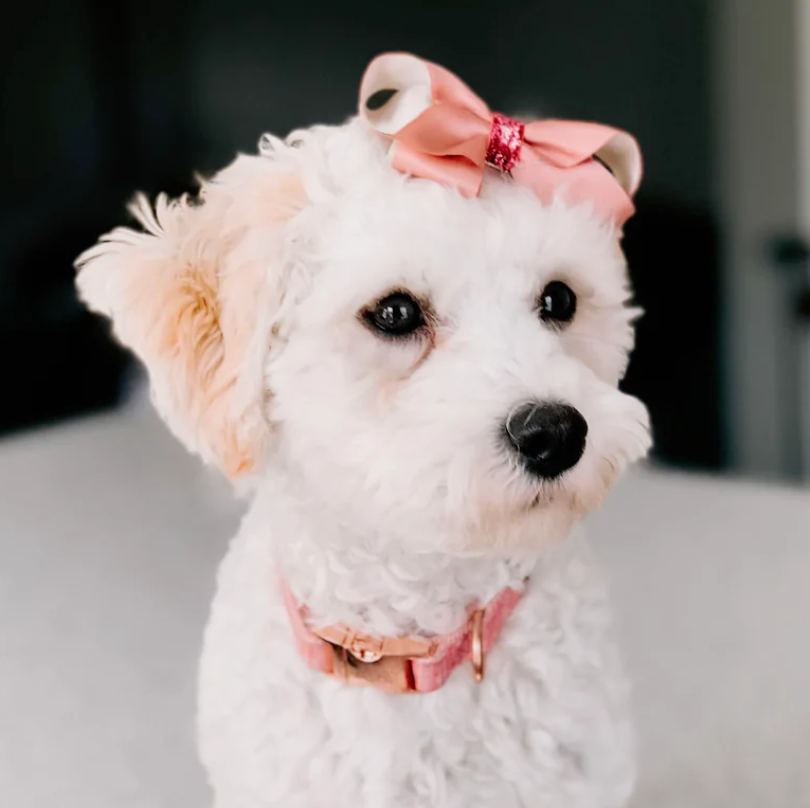 Sassy Woof dog collar - dolce rose