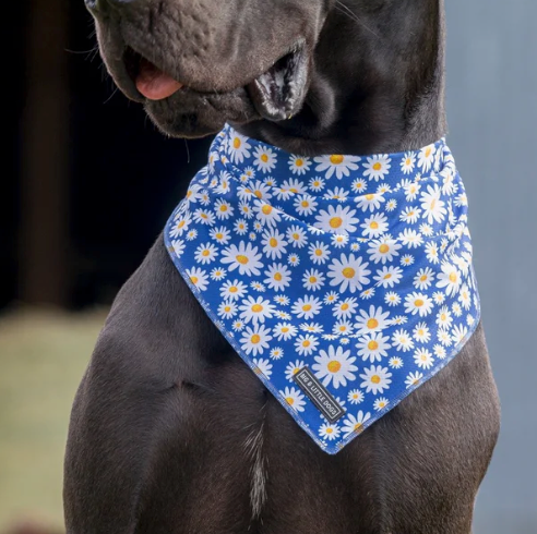 Bandana - Daisy patch - Sweet As Pup