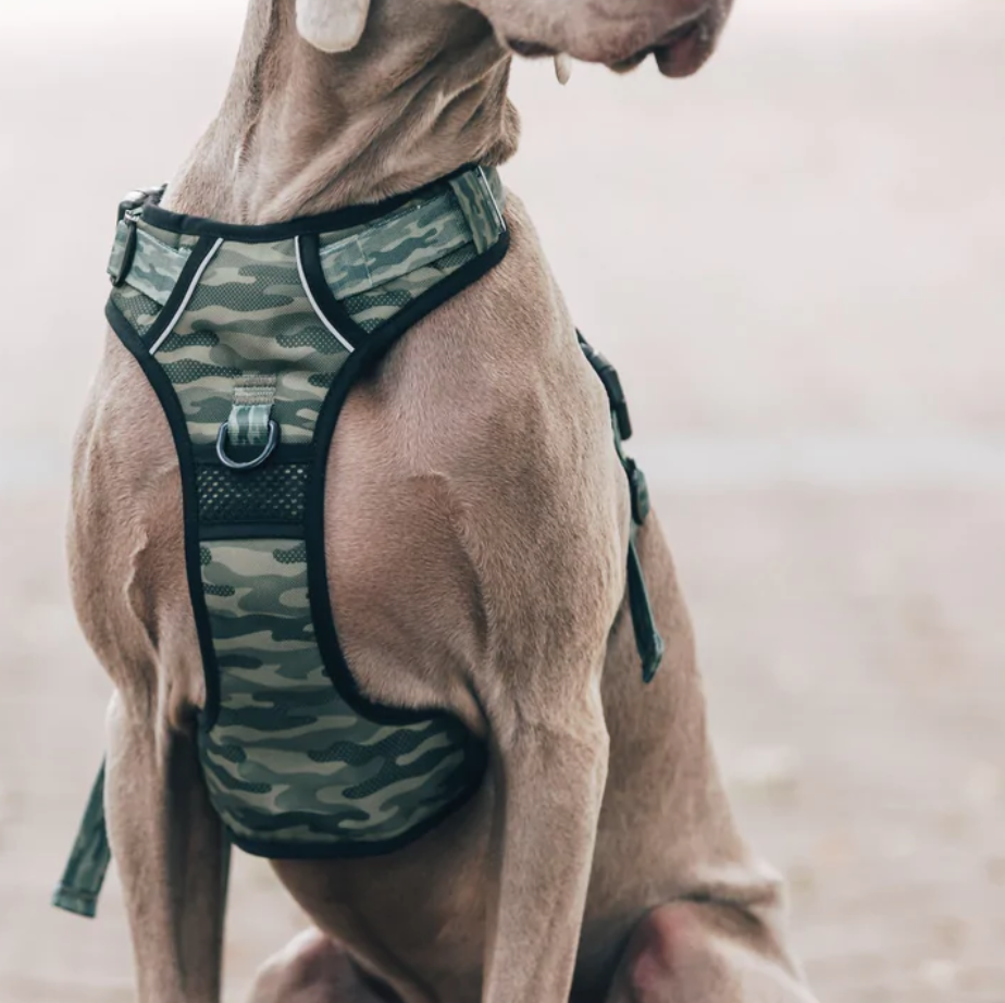 Big and Little Dogs all-rounder harness - Camouflaged