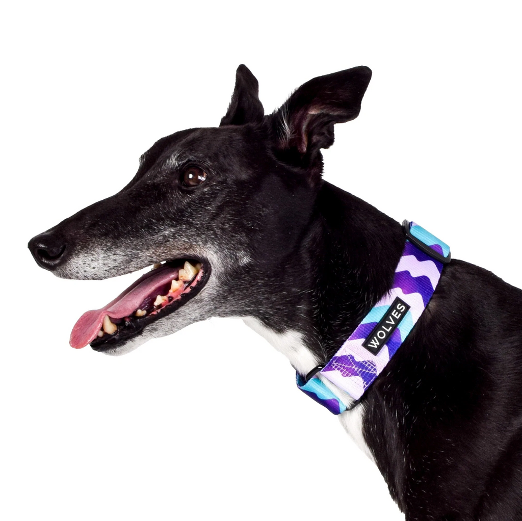Wolves of Wellington greyhound collar - sulley