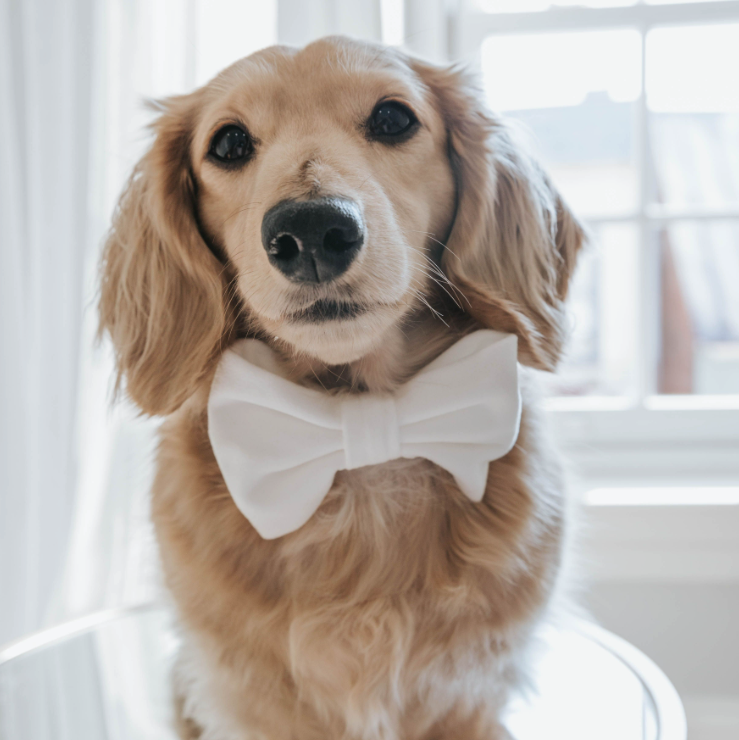 Bow - White velvet - Sweet As Pup
