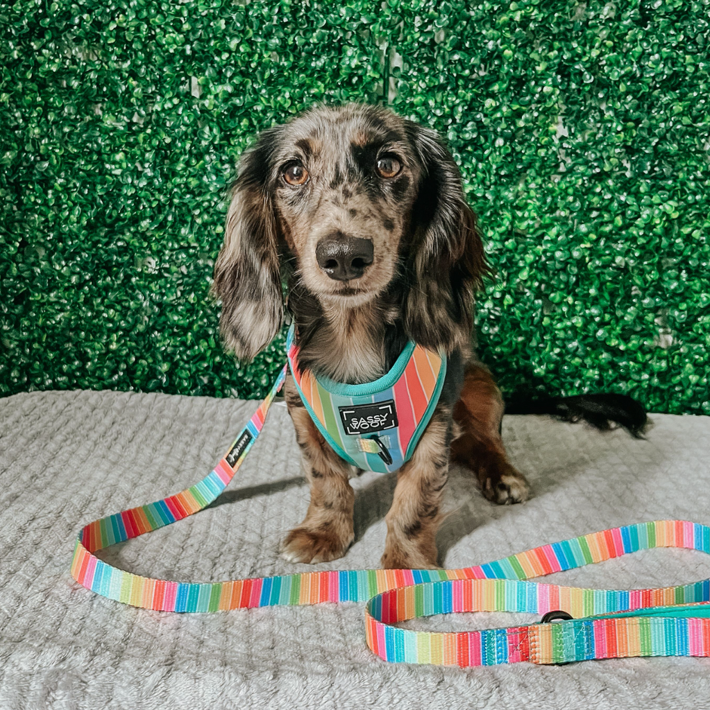 Sassy Woof dog leash - Sassy stripes