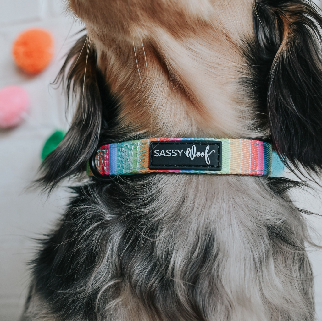 Sassy Woof dog collar - Sassy stripes