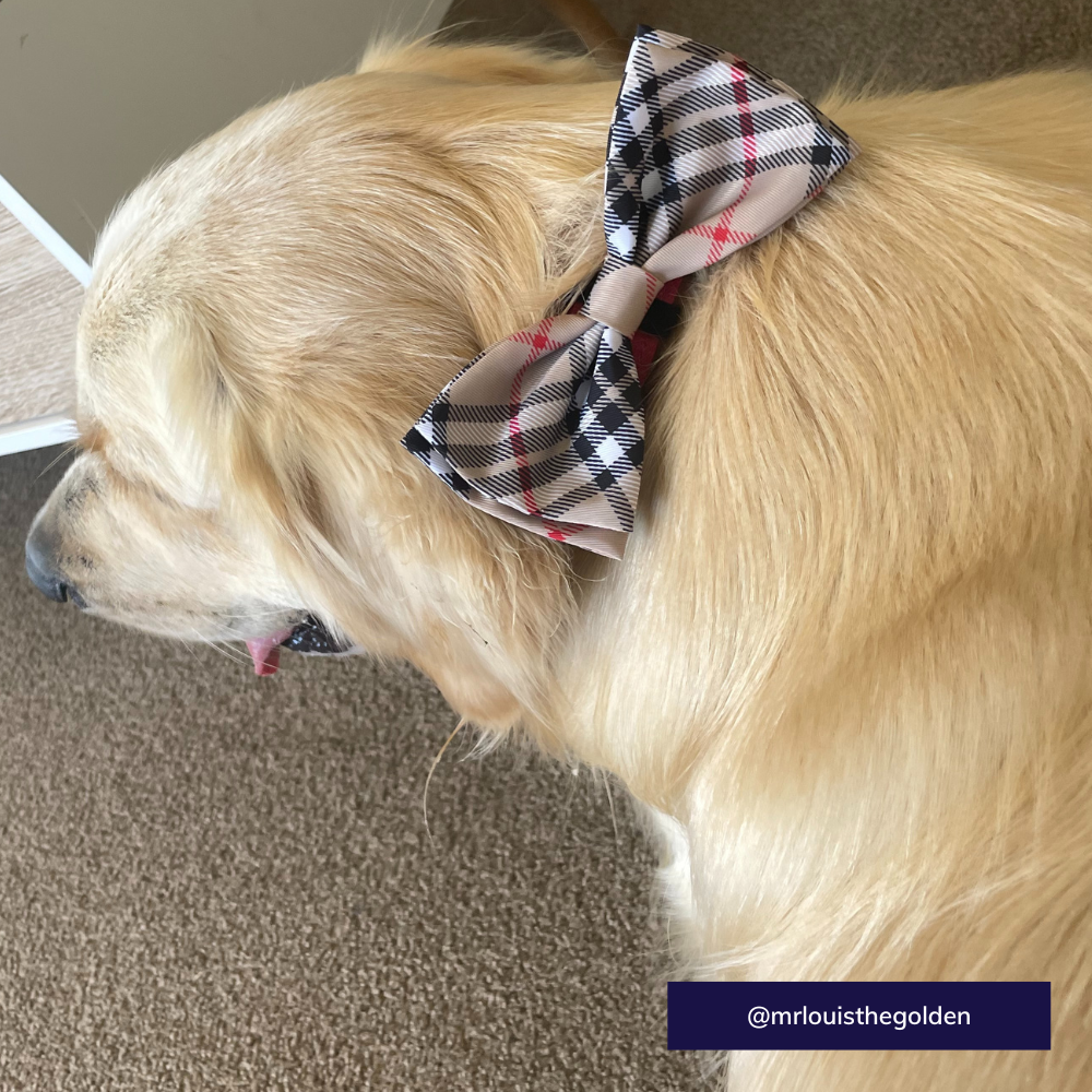 The Worthy Dog bias plaid dog bow tie - Tan