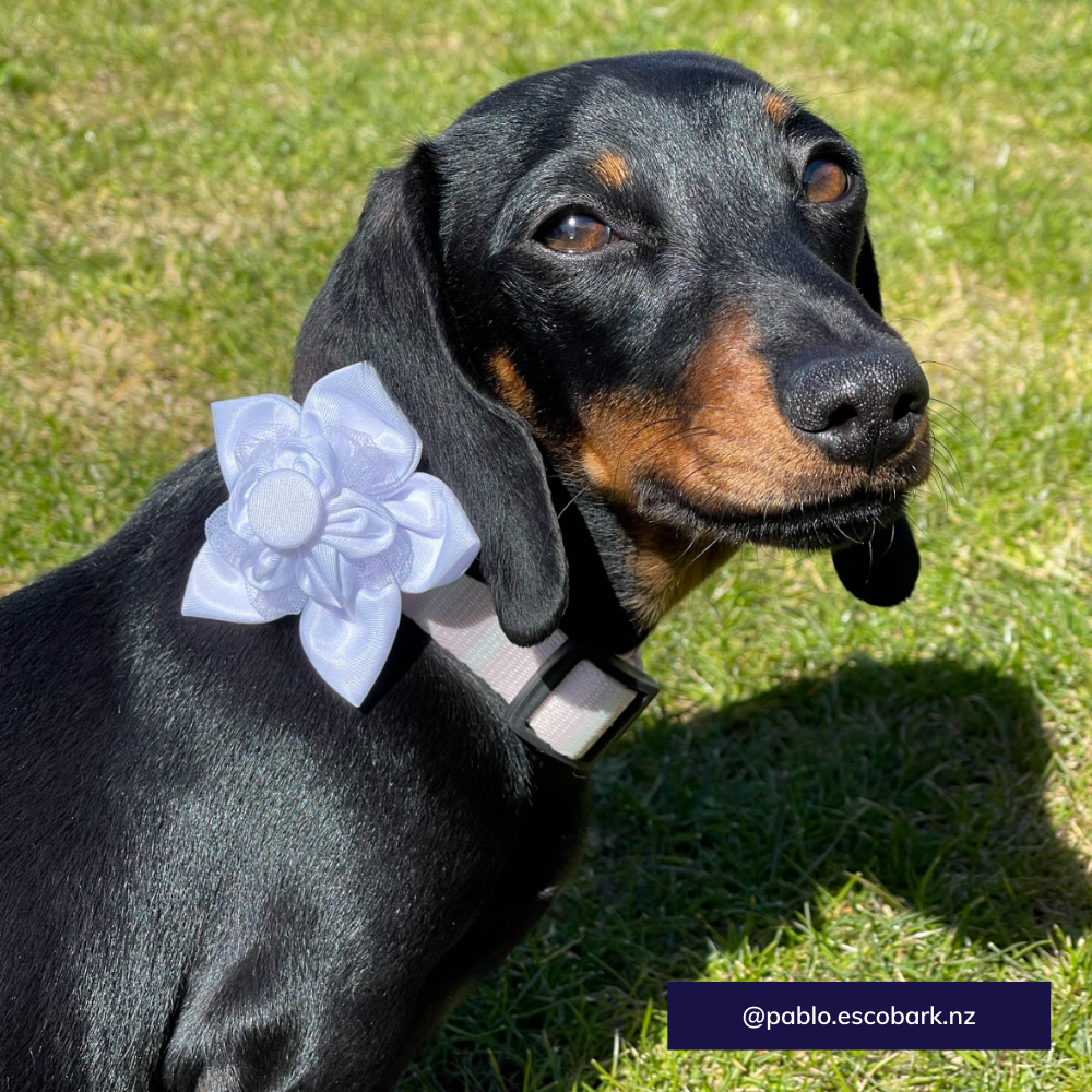 The Worthy Dog dog collar flower - I do