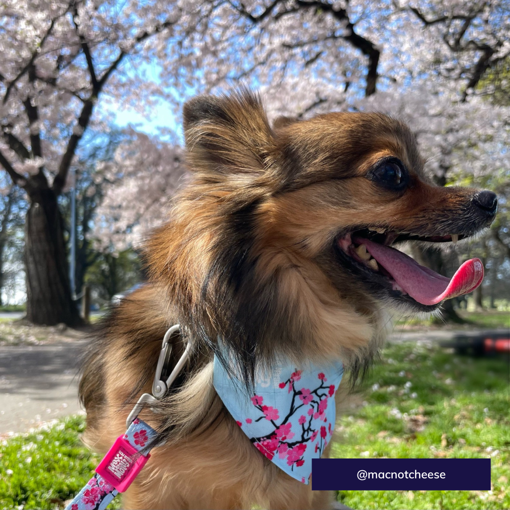 Max and Molly dog bandana - Cherry bloom
