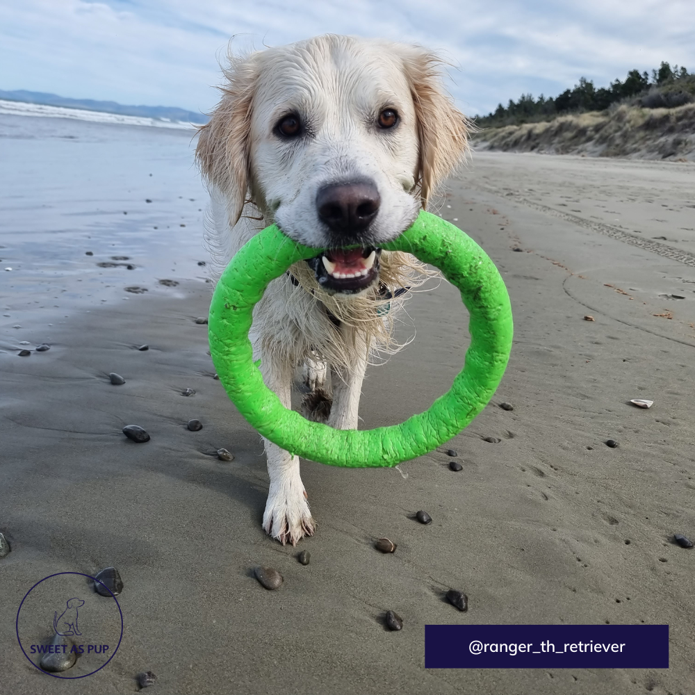 Toy - Fetch ring - Sweet As Pup