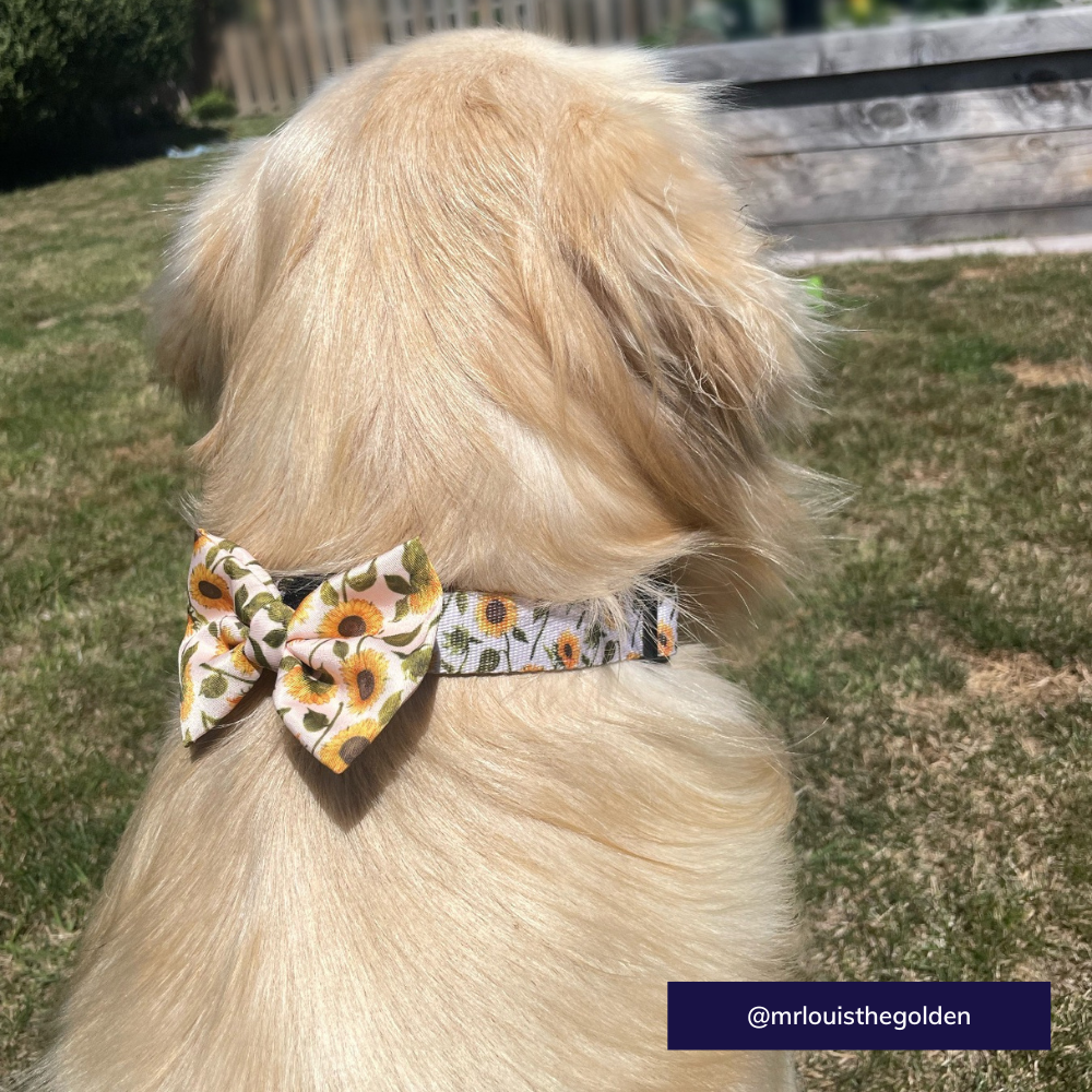 Pablo and Co dog collar - Sunflowers